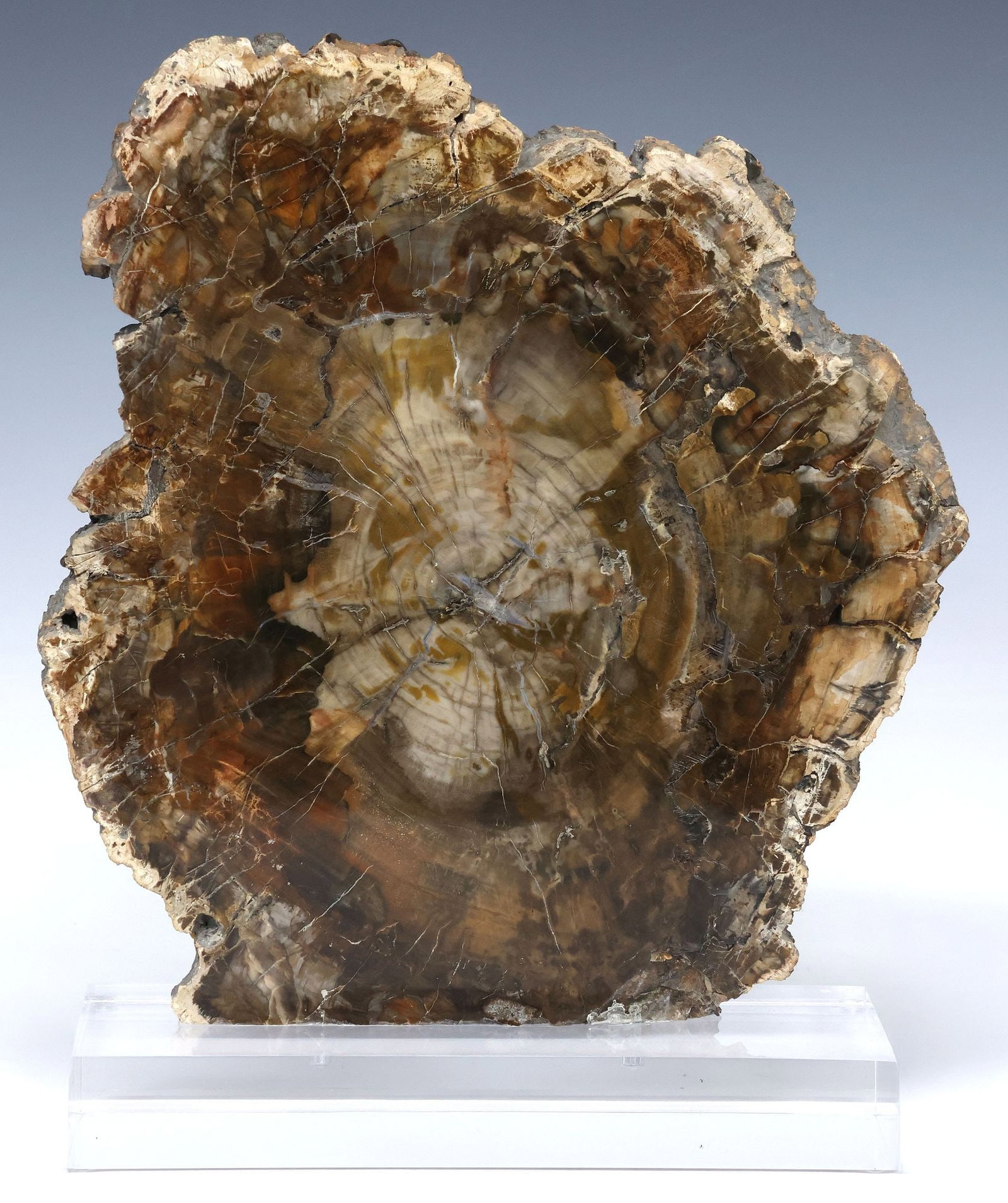 GEOLOGICAL PETRIFIED WOOD SLICE ON ACRYLIC BASE (1 of 3)