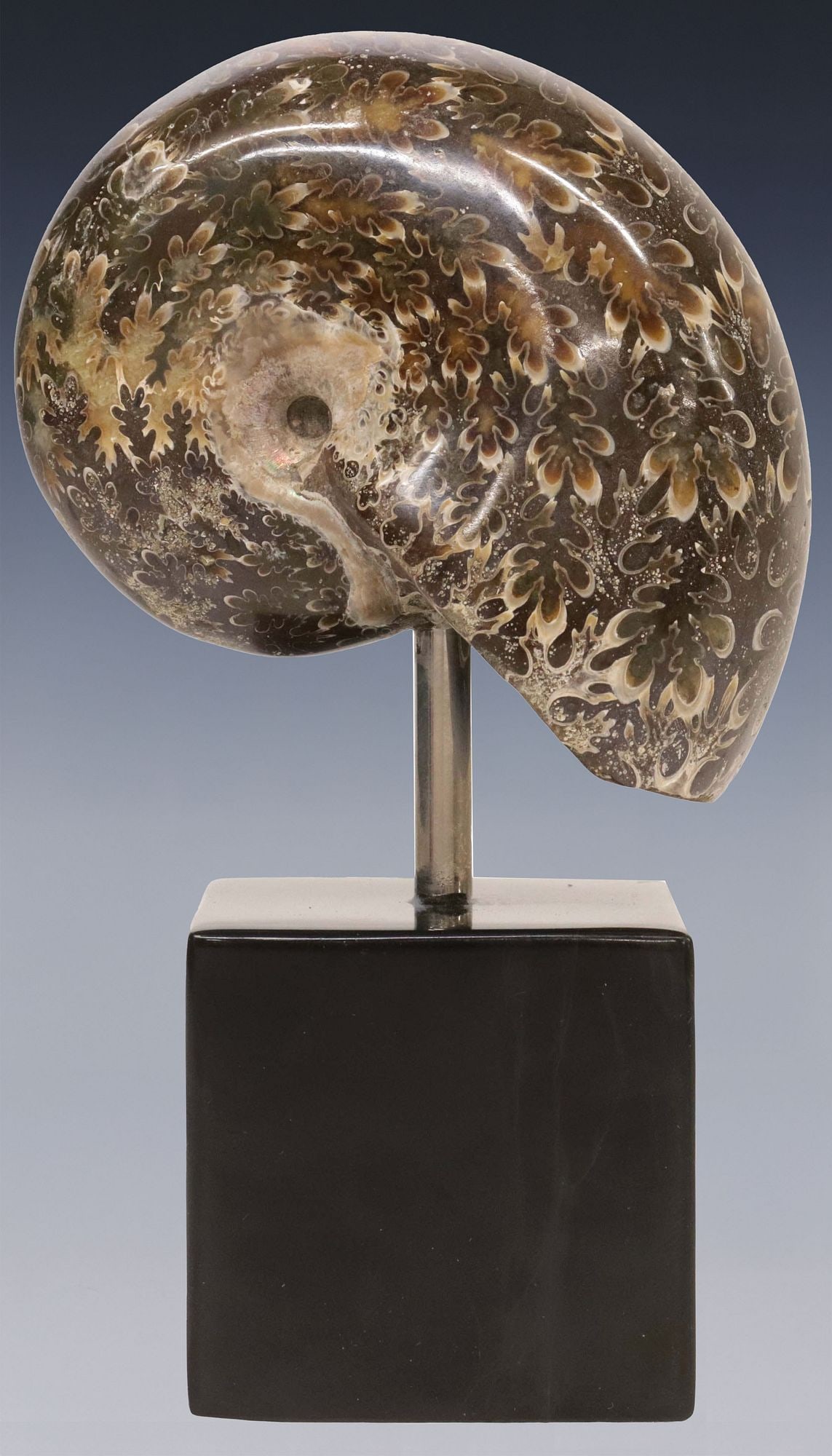 GEOLOGICAL AMMONITE FOSSIL SPECIMEN ON BLACK MARBLE BASE (1 of 3)
