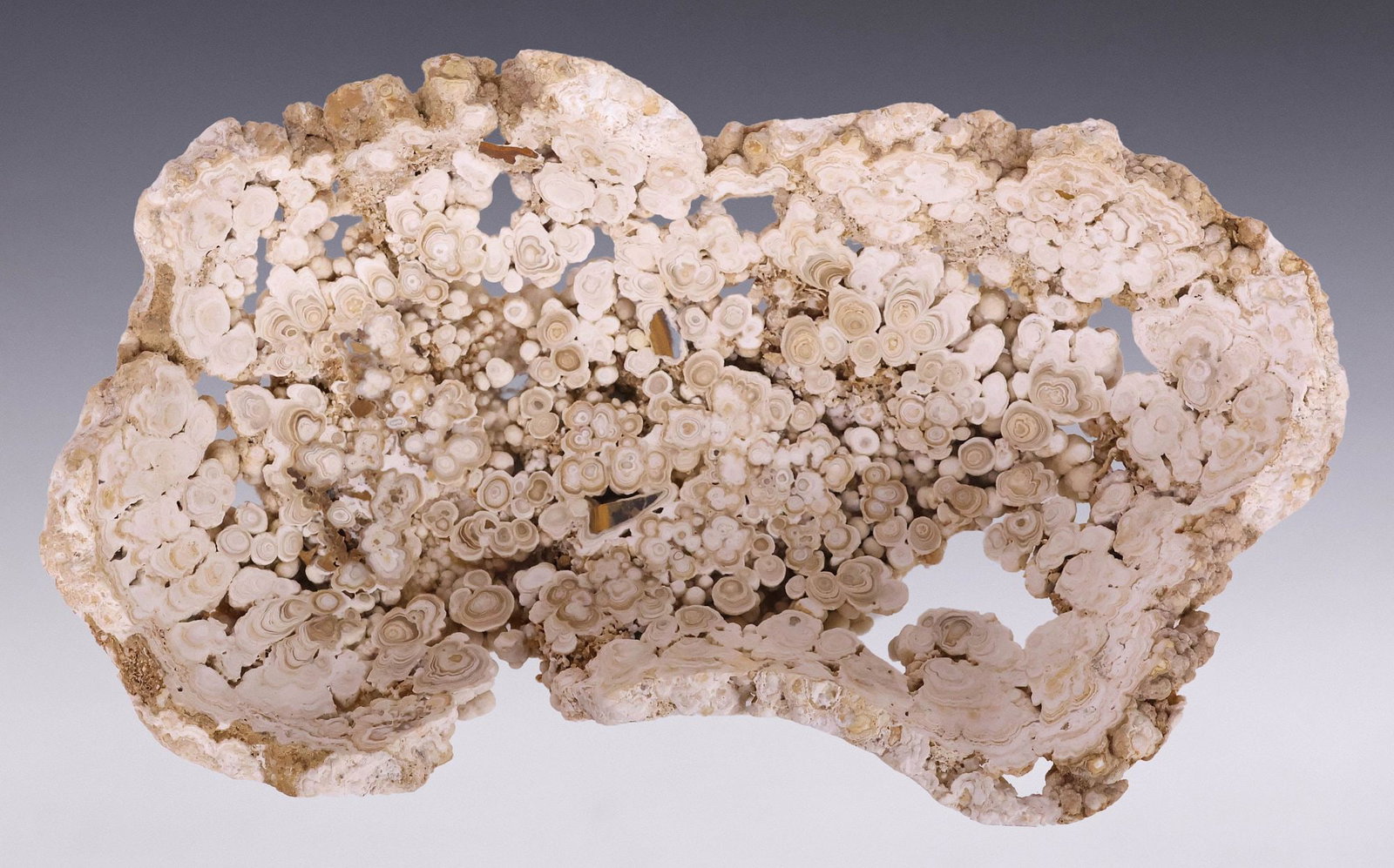 BRENDA HOUSTON LARGE GEOLOGICAL NATURAL EDGE STONE CENTERPIECE BOWL: Large geological natural-edge stone bowl, Brenda Houston, 21st c., organic form with orbicular banding, inclusions and naturally-occurring cavities, retaining tag "Brenda Houston Exclusive Jewels For