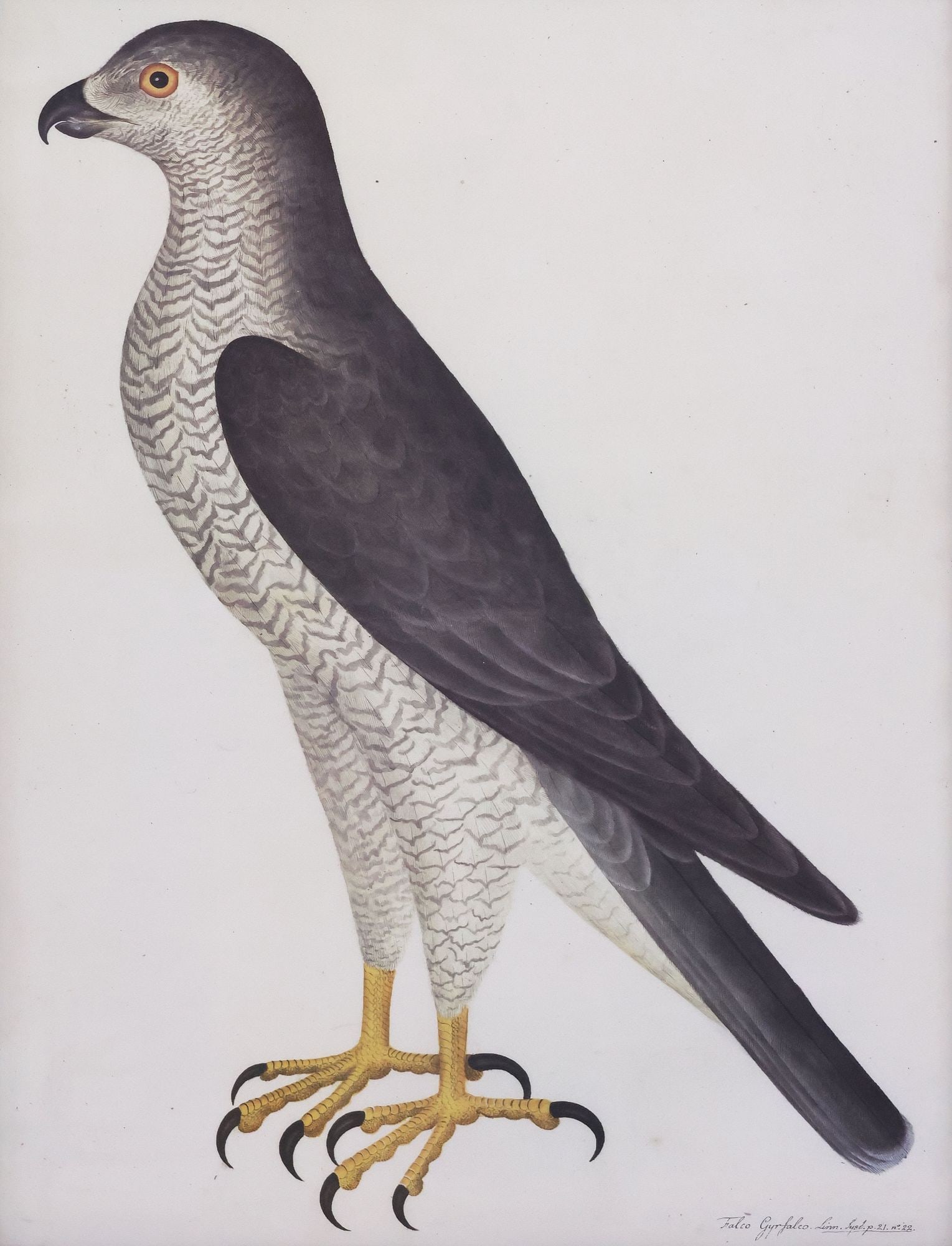 AFTER OLOF RUDBECK THE YOUNGER (D.1740) ORNITHOLOGICAL PRINT, GRYFALCON: Framed giclee print on paper, Falco Gyrfalco (Male Goshawk), after Olof Rudbeck the Younger (Swedish, 1660-1740), plate 31 from "The Great Bird Book," sight: approx 29.5"h, 22.5&qu
