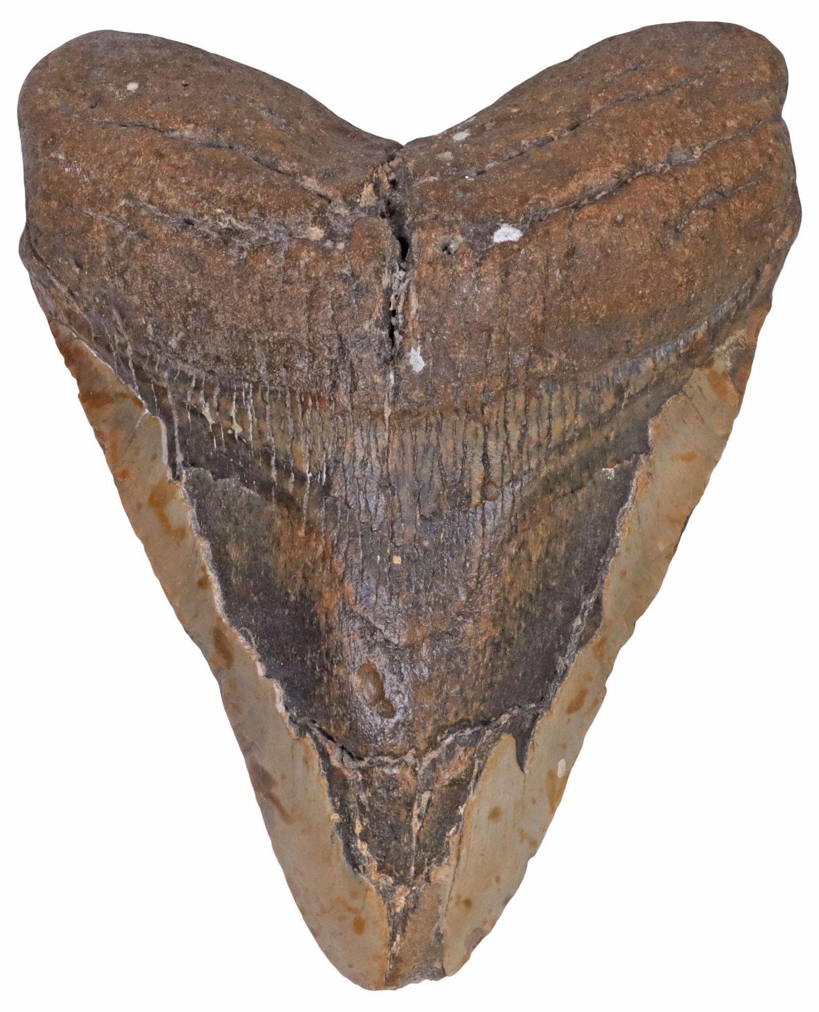 LARGE FOSSILIZED MEGALODON SHARK TOOTH (1 of 3)