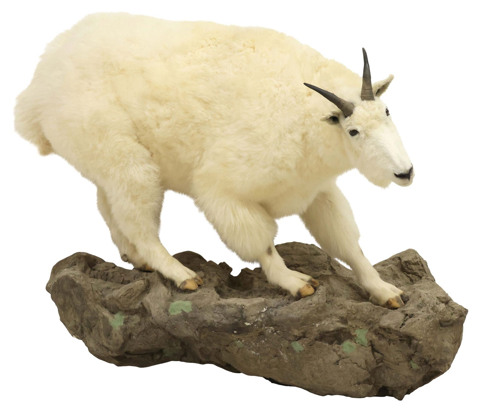 LARGE FULL-BODY TAXIDERMY AMERICAN MOUNTAIN GOAT ON ROCKY BASE, WALL-MOUNT (1 of 4)