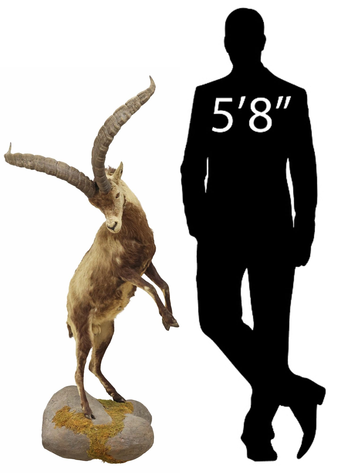 LARGE FULL-BODY TAXIDERMY SPANISH IBEX TROPHY MOUNT ON FAUX STONE BASE: Large full-body taxidermy Spanish ibex, in a dynamic pose, naturalistic faux stone and moss base, taxidermy: approx 48"h, 32.5"w, 22"d, stand: approx 8.5"h, 25"w, 23"d