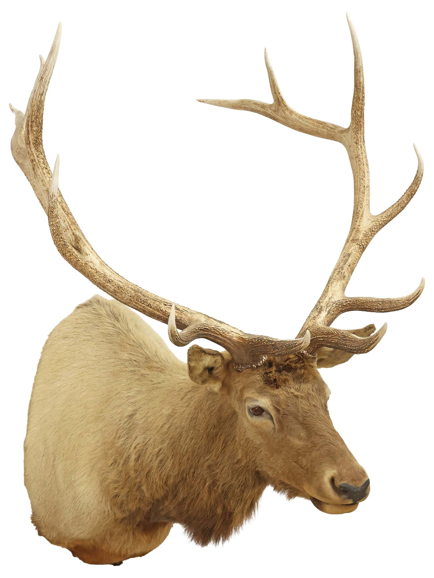 LARGE TAXIDERMY ELK TROPHY SHOULDER MOUNT, 12 POINTS (1 of 3)