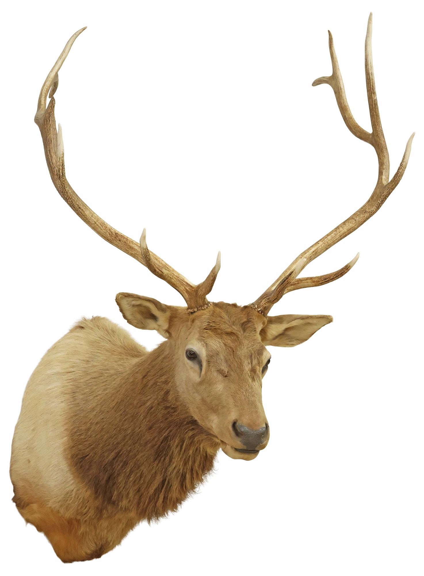 LARGE TAXIDERMY ELK TROPHY SHOULDER MOUNT, 11 POINTS (1 of 3)