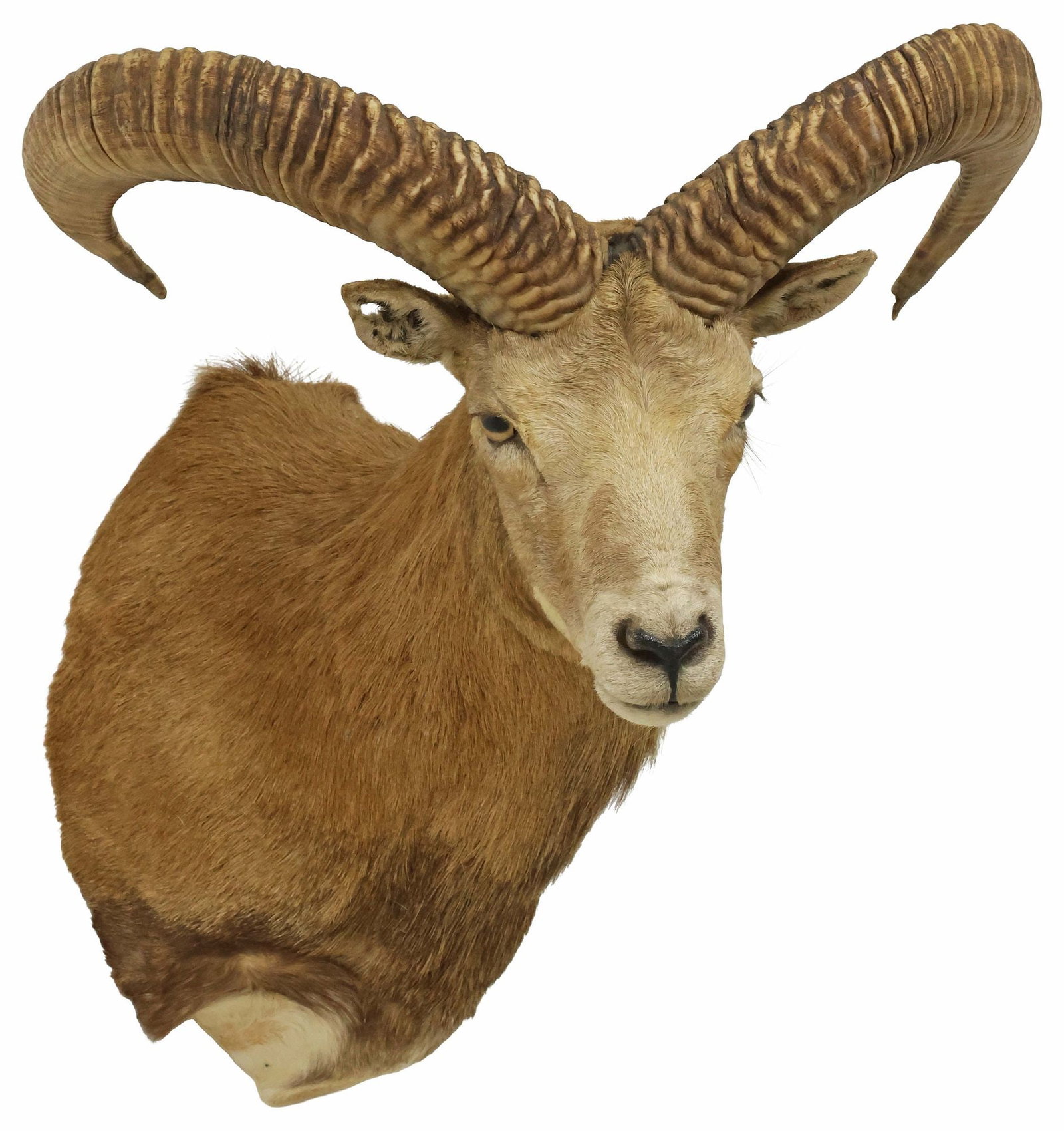 TAXIDERMY ARMENIAN RED SHEEP TROPHY SHOULDER MOUNT (1 of 3)