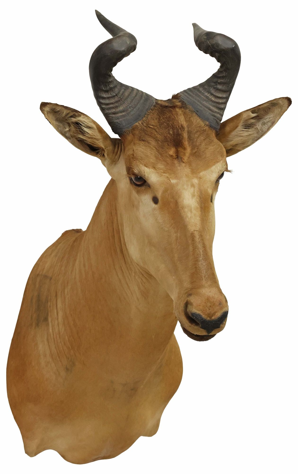 TAXIDERMY LICHTENSTEIN'S HARTEBEEST TROPHY SHOULDER MOUNT (1 of 3)