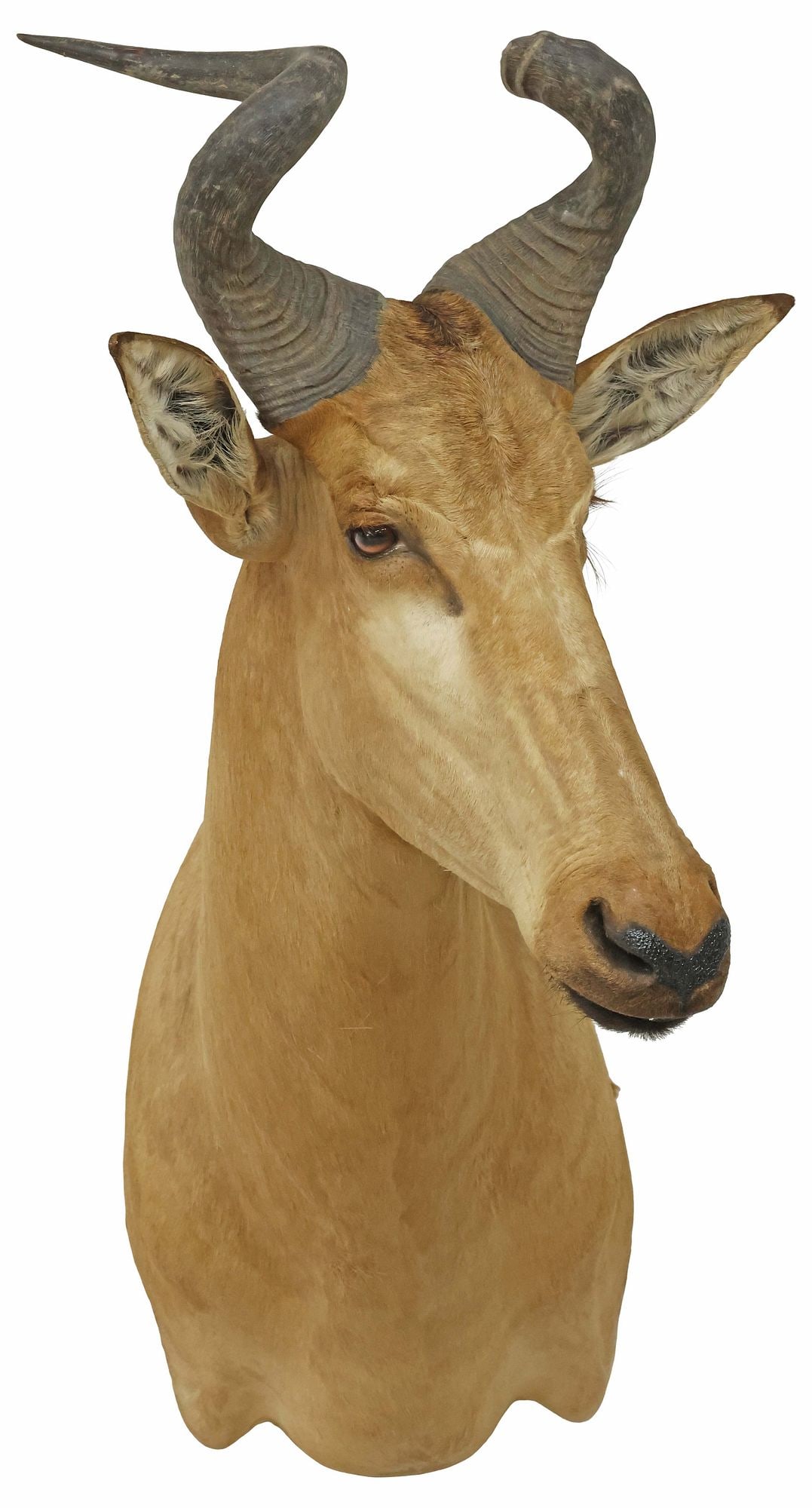TAXIDERMY LICHTENSTEIN'S HARTEBEEST TROPHY SHOULDER MOUNT (1 of 3)