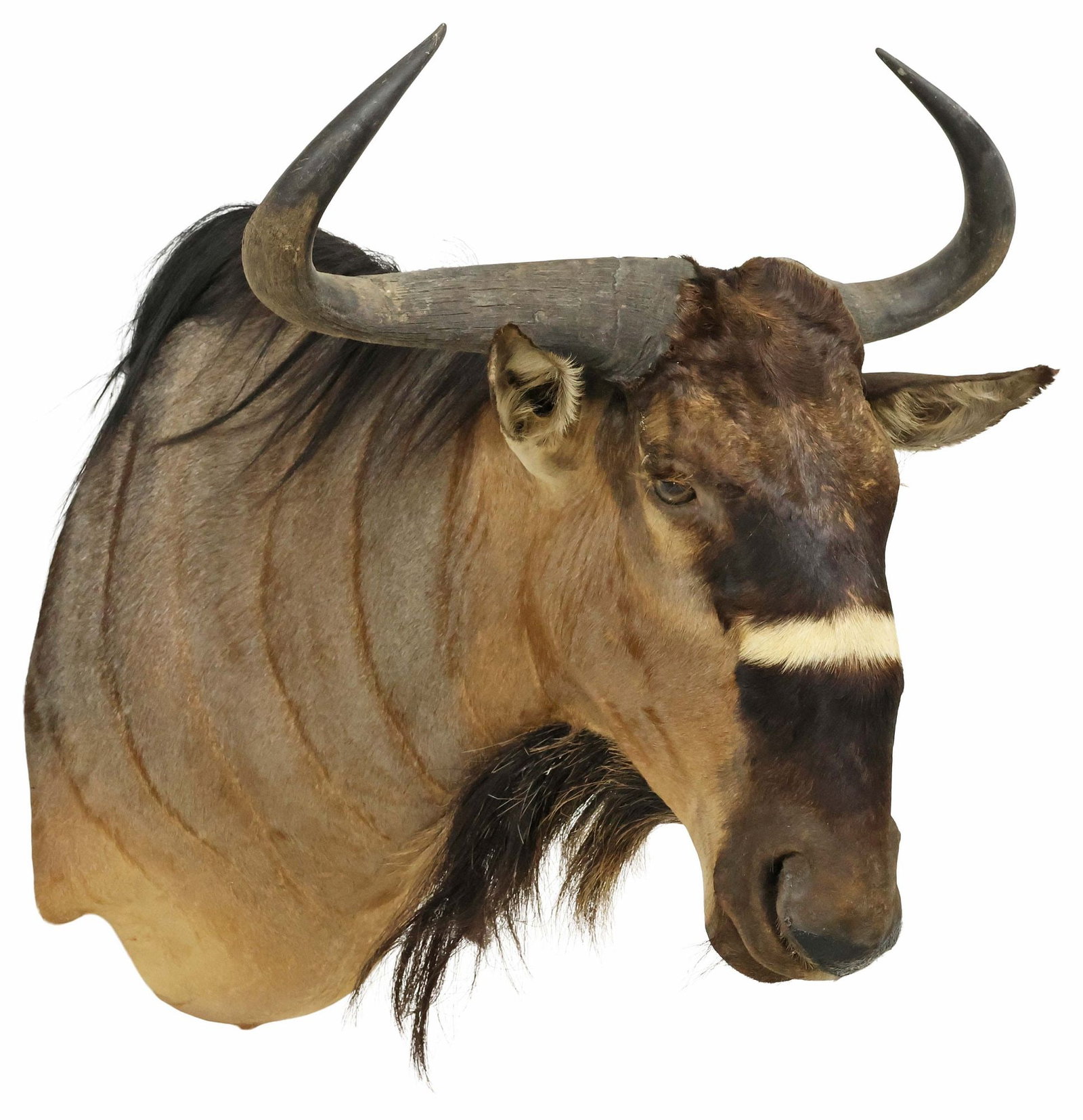 LARGE TAXIDERMY NYASALAND BLUE WILDEBEEST TROPHY SHOULDER MOUNT (1 of 3)