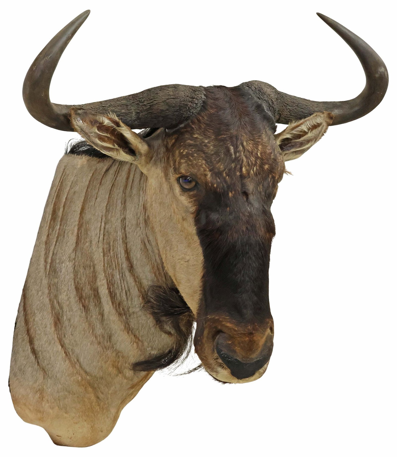 LARGE TAXIDERMY COOKSON'S BLUE WILDEBEEST TROPHY SHOULDER MOUNT (1 of 3)