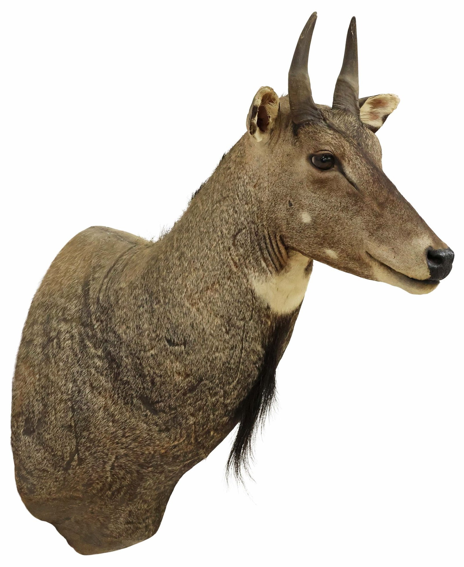 TAXIDERMY NILGAI ANTELOPE TROPHY SHOULDER MOUNT (1 of 3)