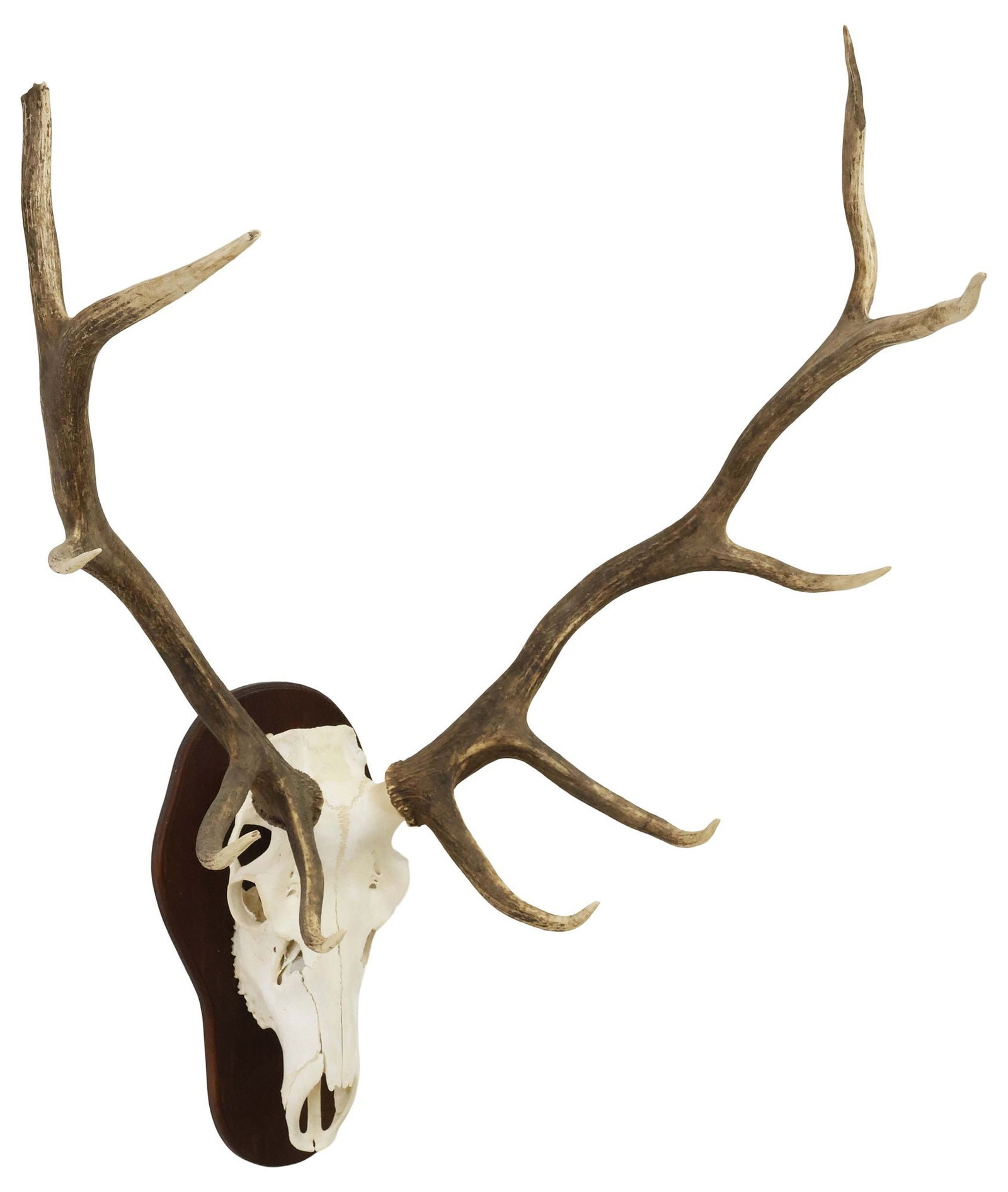 TAXIDERMY ELK SKULL & ANTLER TROPHY MOUNT ON WOOD PLAQUE, 10 POINTS (1 of 3)