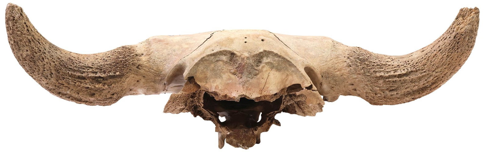 AMERICAN BUFFALO SKULL, IOWA: Bison skull found imbedded on a creek bed wall, horn tip horn tip approx. 23.25"w, marked "Found in Iowa", overall approx. 11.25"h, 23.25"w, 5.5"d, 6.4lbs ** Iowa PBS has stated: "In 1870, the last pa