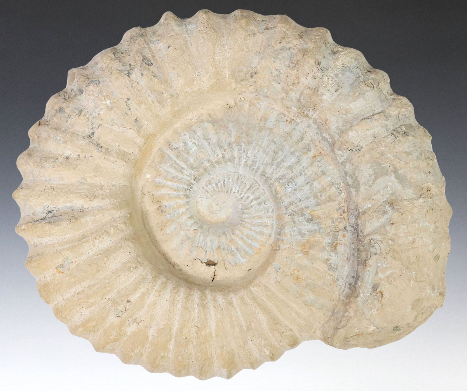 LARGE GEOLOGICAL AMMONITE FOSSIL SPECIMEN, 13" X 11" (1 of 3)