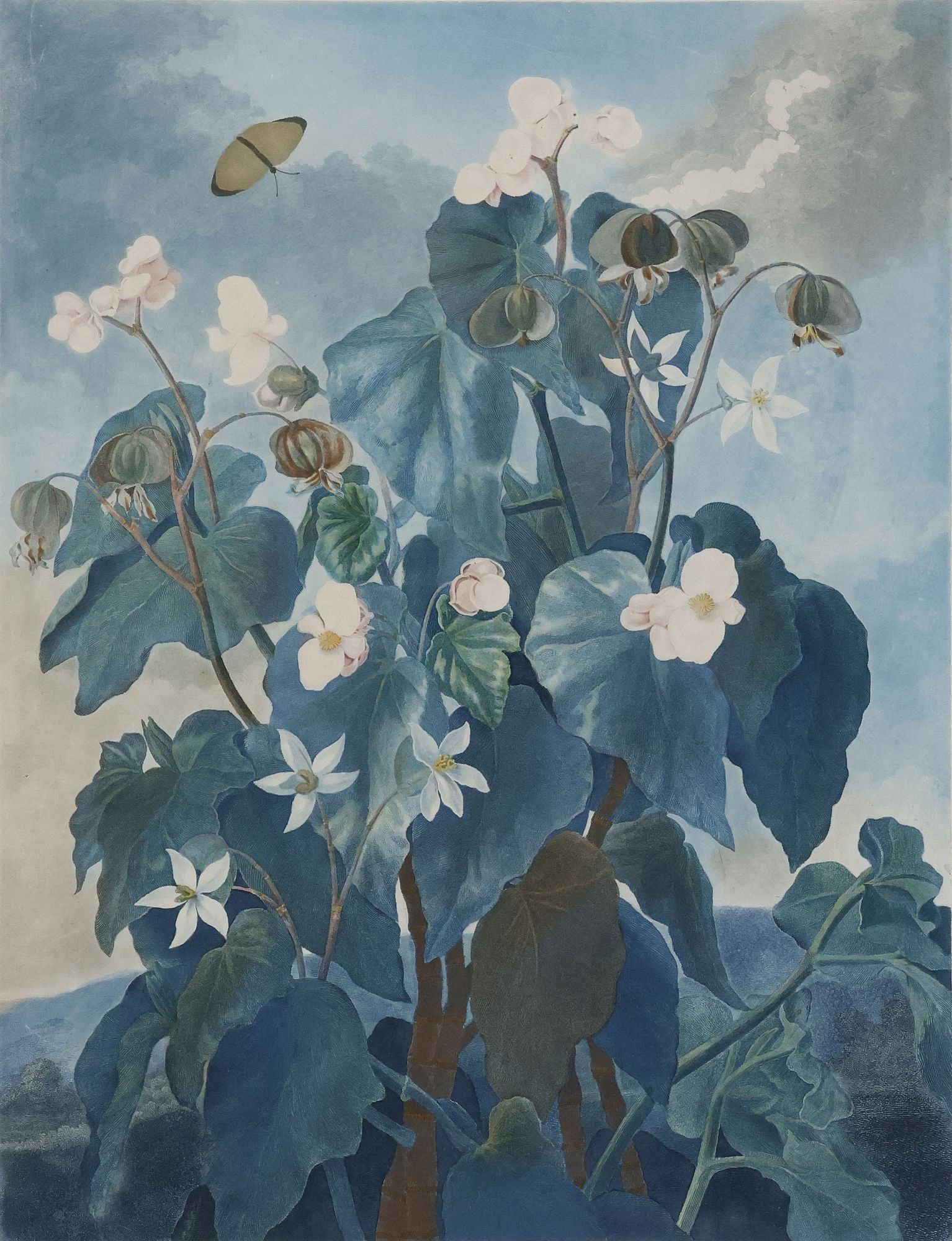 ROBERT JOHN THORNTON (ENGLISH, 1768-1837) BOTANICAL PRINT, 'TEMPLE OF FLORA': Framed hand-colored aquatint engraving on paper, "The Oblique-Leaved Begonia," from "The Temple of Flora," by Robert John Thornton (English, 1768-1837), after Philip Reinagle (English, 1749-1833), eng