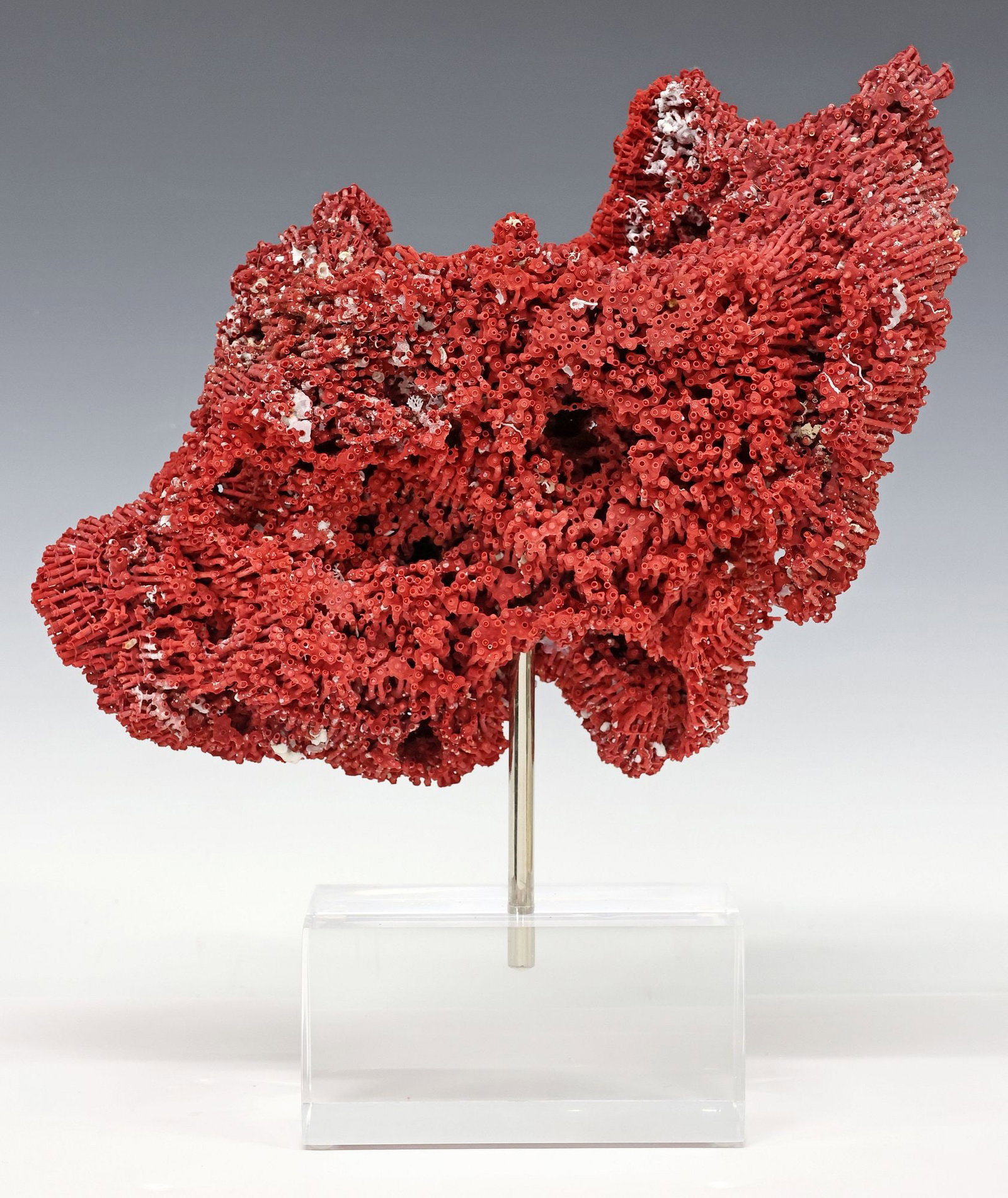 GEOLOGICAL RED PIPE ORGAN CORAL CLUSTER ON ACRYLIC BASE (1 of 3)