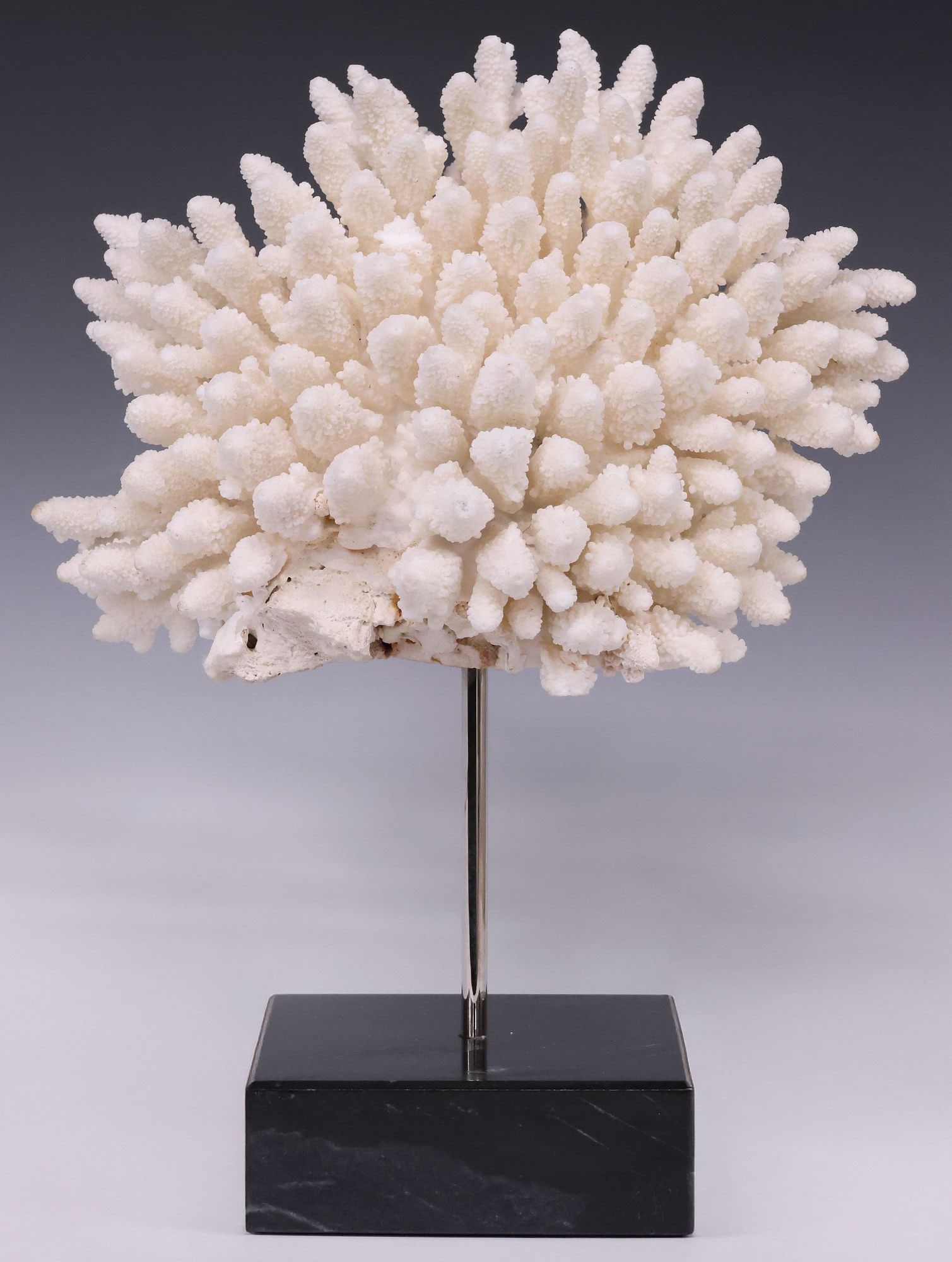 GEOLOGICAL FINGER CORAL SPECIMEN ON BLACK MARBLE BASE (1 of 3)