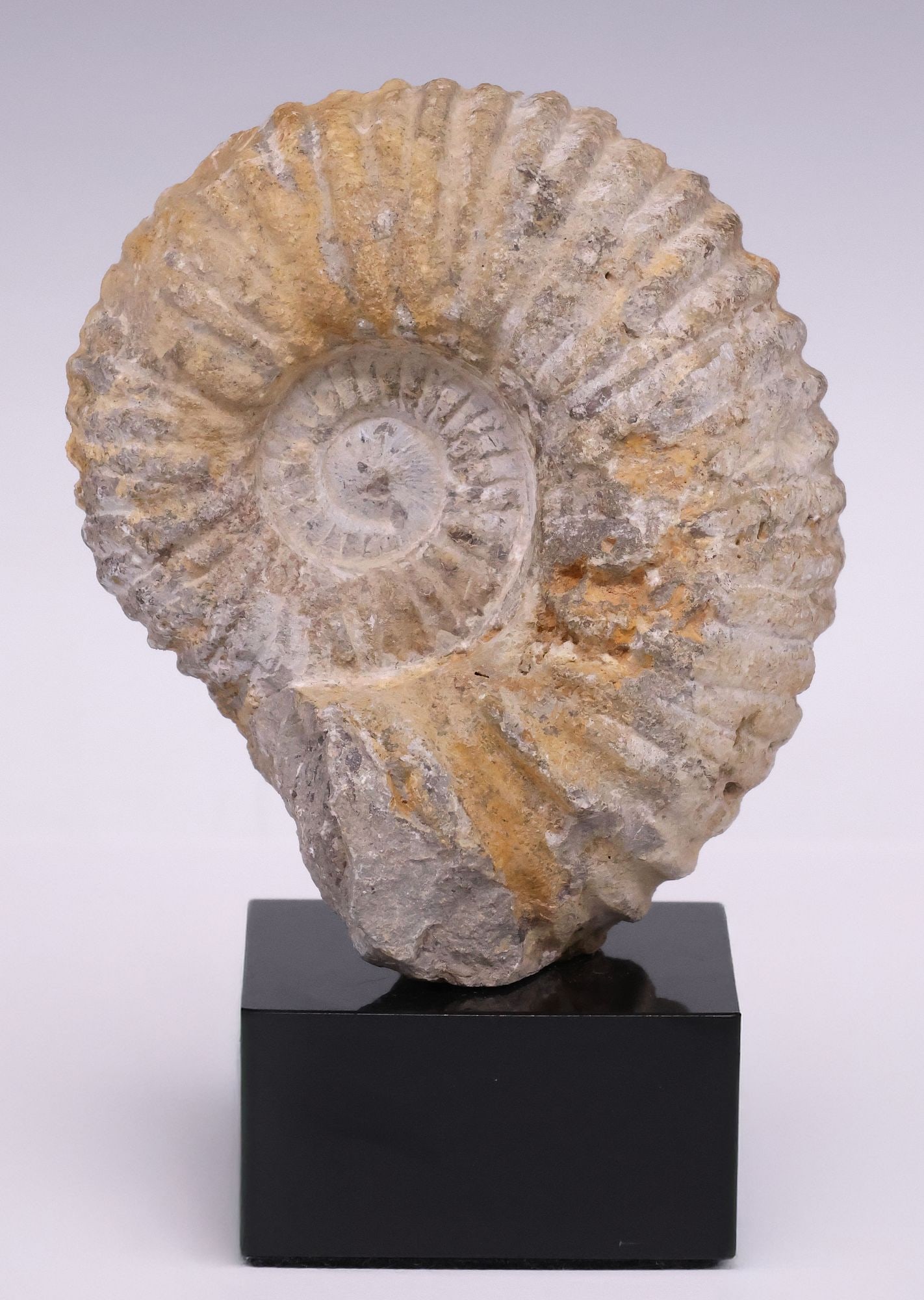 GEOLOGICAL MOROCCAN AMMONITE FOSSIL ON BLACK MARBLE BASE: Geological Moroccan ammonite fossil specimen, on black marble base, specimen: approx 5.5"h, 4.75"w, 3.25"d, overall: approx 7"h, 4.75"w, 3.25"d, 4.75lbs