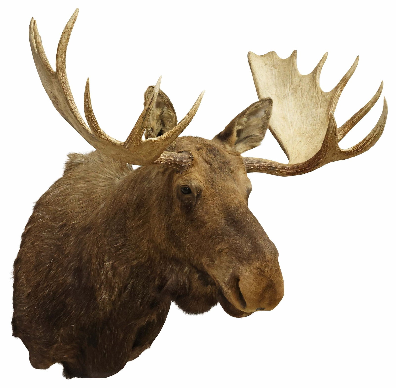 LARGE TAXIDERMY ALASKAN YUKON MOOSE TROPHY SHOULDER MOUNT, 49"W (1 of 4)