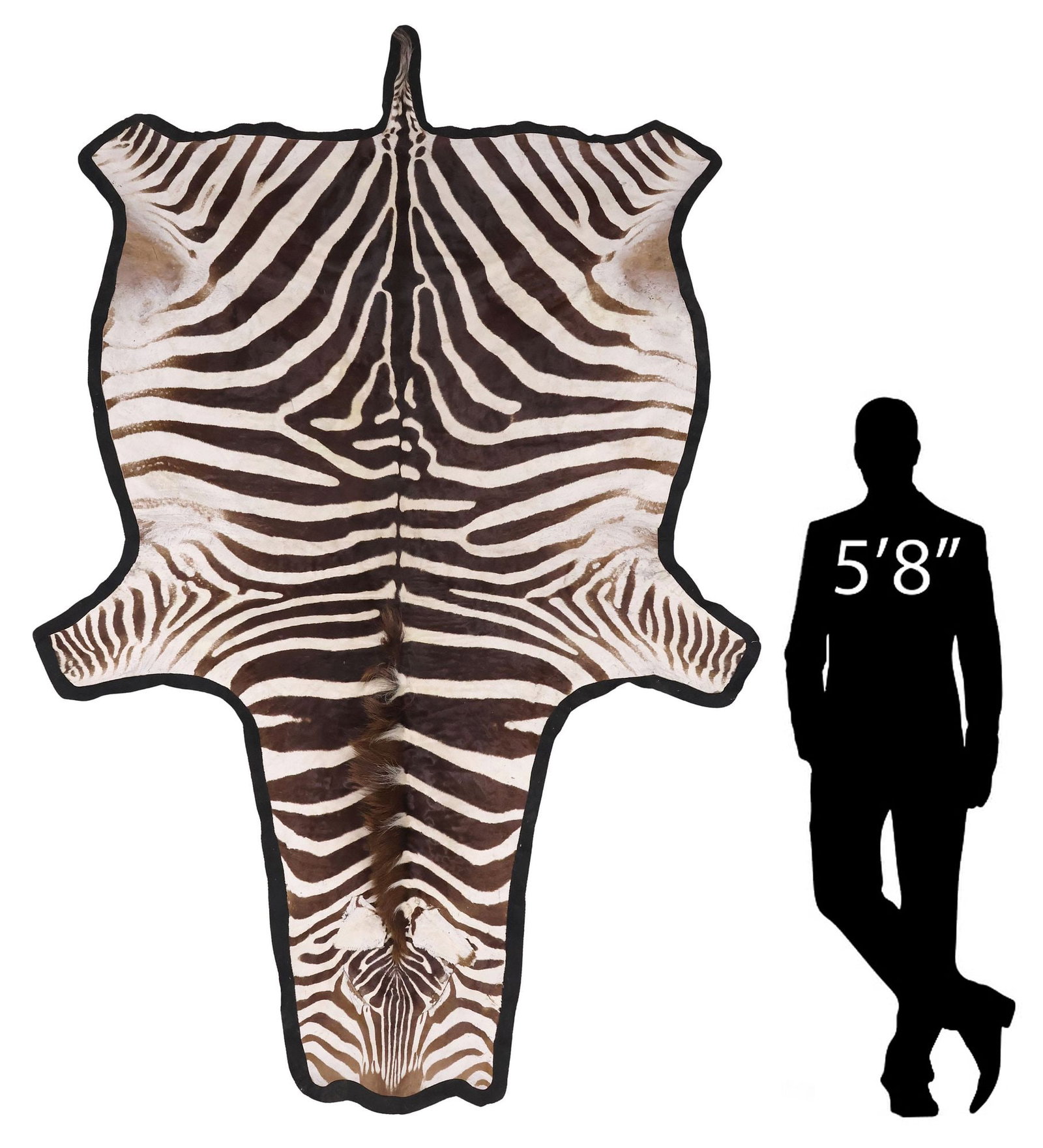 LARGE TAXIDERMY ZEBRA HIDE RUG, 120" X 71" (1 of 3)