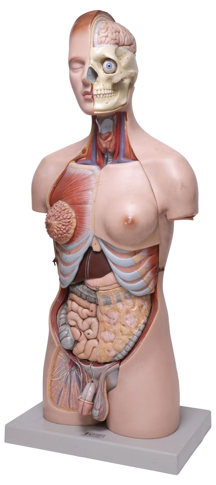 ENGLISH ADAM ROUILLY ANATOMICAL HUMAN TORSO TEACHING MODEL (1 of 12)