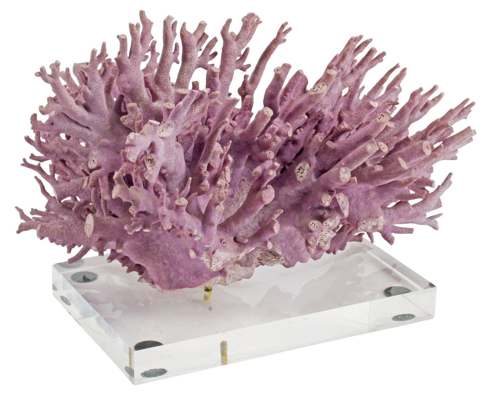 NATURAL CORAL SPECIMEN ON CLEAR ACRYLIC BASE (1 of 3)
