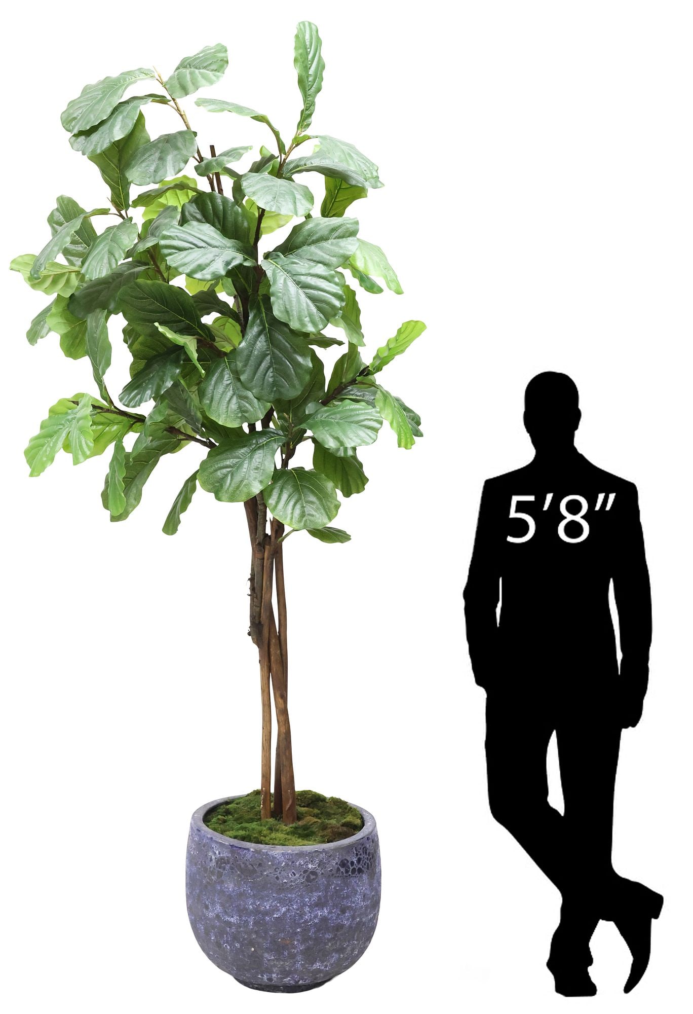 DECORATIVE CERAMIC PLANTER WITH FAUX FIDDLE-LEAF FIG PLANT, 115"H: Decorative glazed ceramic planter, housing a faux fiddle-leaf fig tree and moss, planter: approx 20"h, 24"diam, overall: approx 115"h, 24"diam **Provenance: Treasures from the vaults of a Dallas