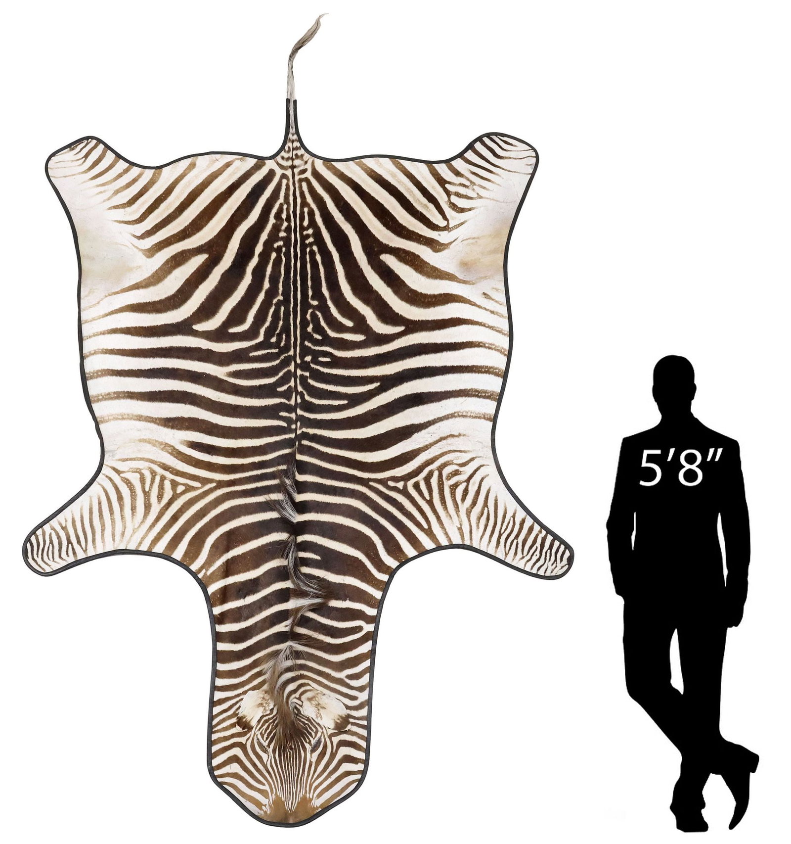 LARGE TAXIDERMY ZEBRA HIDE RUG, 129.5" X 78.5" (1 of 6)