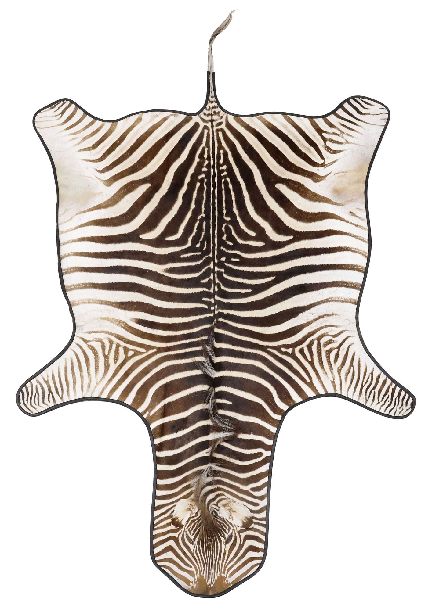 LARGE TAXIDERMY ZEBRA HIDE RUG, 129.5" X 78.5" (1 of 5)