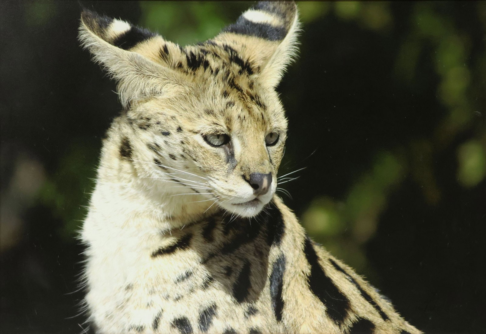 FRAMED AFRICAN SERVAL CAT PHOTO PRINT, 27" X 39": Framed oil painting on canvas, African Serval Cat, illegibly signed lower right, sight approx. 27.25"h, 39.25"w, overall approx. 29.25"h, 41.5"w, 4lbs