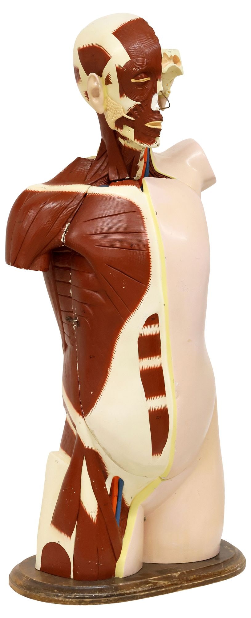 DENOYER-GEPPERT 1945 HUMAN TORSO ANATOMICAL MODEL IN FITTED TRUNK (1 of 11)