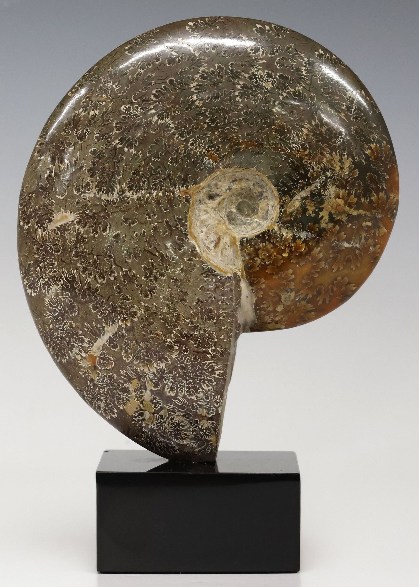 GEOLOGICAL POLISHED AMMONITE SPECIMEN ON BLACK MARBLE BASE: Geological polished ammonite fossil specimen, on black marble base, specimen: approx 6.75"h, 5.75"w, 1.5"d, overall: approx 8.5"h, 6"w, 3"d, 4.25lbs