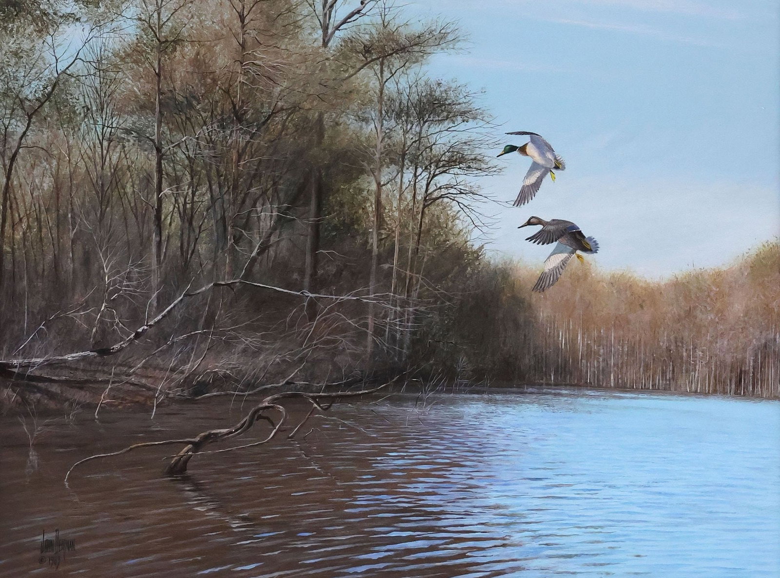 JOHN DEARMAN (TEXAS, B.1948) OIL PAINTING, MALLARD DUCKS IN FLIGHT: Framed oil on canvas painting, Mallard Ducks in Flight Over Water, signed lower left John Dearman (Texas, b.1948), dated 1983, sight: approx 17 3/8"h, 23.5"w, overall: approx 25"h, 31"w, 7.25lbs