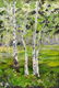 PAINTING, SUMMER ASPEN LANDSCAPE, PAPADAKIS, TEXAS