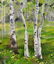PAINTING, SUMMER ASPEN LANDSCAPE, PAPADAKIS, TEXAS - 3
