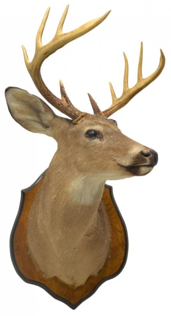 TAXIDERMY 11 POINT DEER MOUNT: 11-point whitetail deer taxidermy mount on wood plaque, overall: 30"h, 25"w, 22"d, 14lbs **Provenance: "Mesquite Charlie's" restaurant, 1986-2012, Pensacola, Florida** Start Price: $80.00