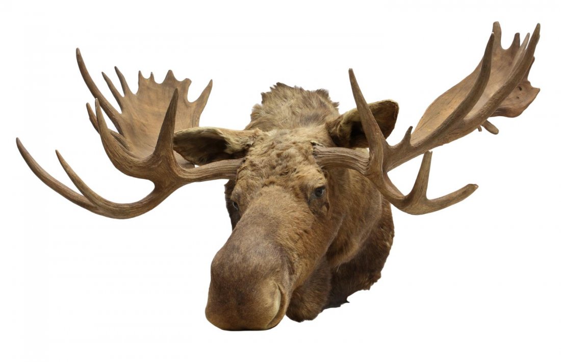 TAXIDERMY MOOSE MOUNT: Moose taxidermy mount, approx. 38"h, 61"w, 46.5"d **Provenance: "Mesquite Charlie's" restaurant, 1986-2012, Pensacola, Florida** Start Price: $150.00