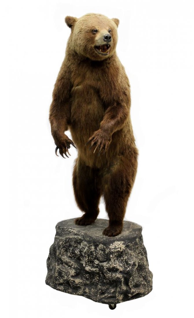 TAXIDERMY FULL MOUNT STANDING GRIZZLY BEAR