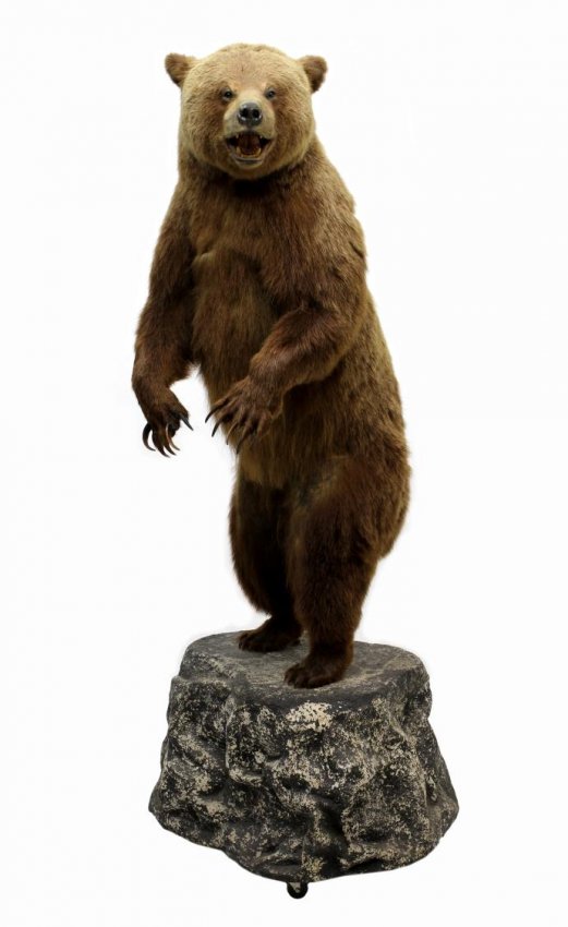 TAXIDERMY FULL MOUNT STANDING GRIZZLY BEAR : Lot 243