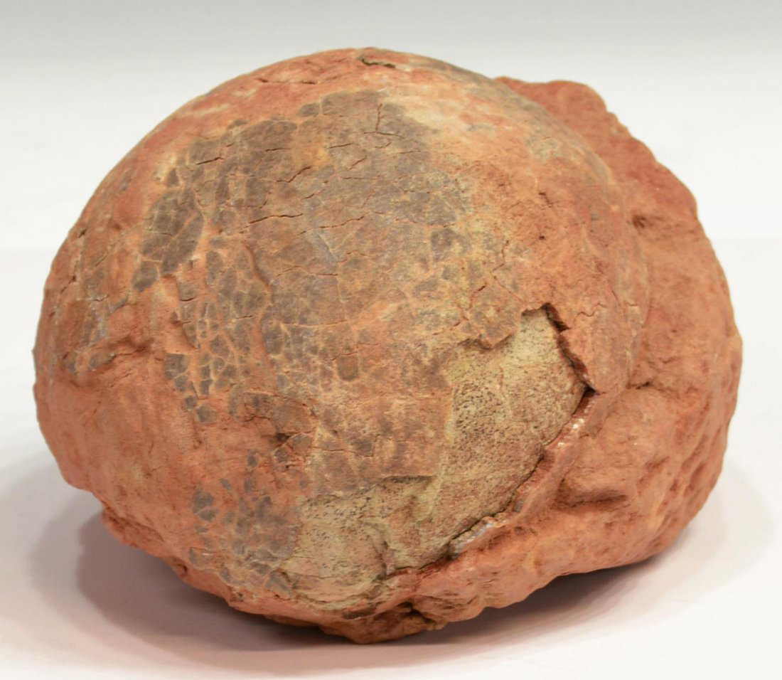 FOSSILIZED DINOSAUR EGG