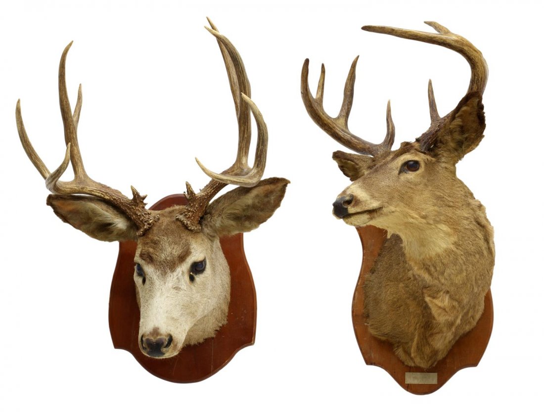 (2) TAXIERMY TROPHY MOUNTS, ELK & WHITETAILED DEER: (lot of 2) Taxidermy trophy mounts, on wood plaques, comprising: (1) elk, 30"h, 21"w, 22"d, 14 lbs; (1) whitetail deer, 30"h, 17.5"w, 21.5"d, 12.5 lbs; **Provenance: "Mesquite Charlie's" restaurant, 1