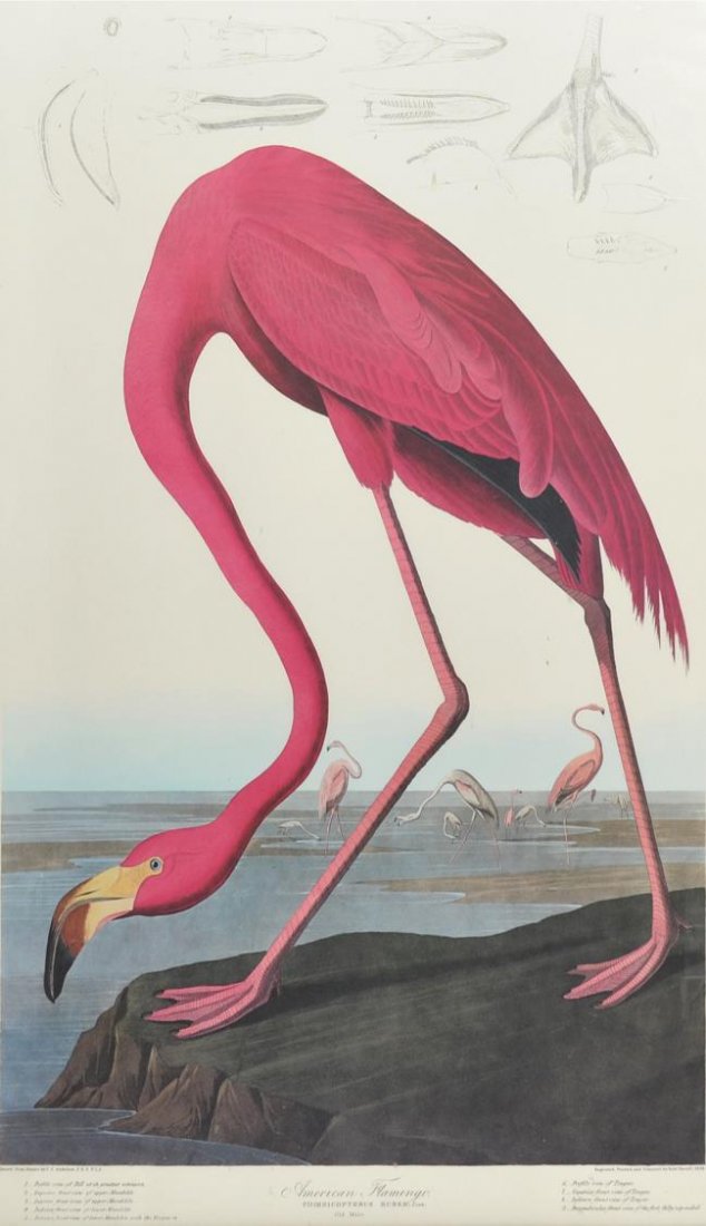 LARGE FLAMINGO ENGRAVING, R. HAVELL AFTER AUDUBON: Large framed colored engraving on paper, "American Flamingo", engraved, printed and colored by Robert Havell (English, 1793-1878), after the original by John James Audubon (French American, 1785-1851)