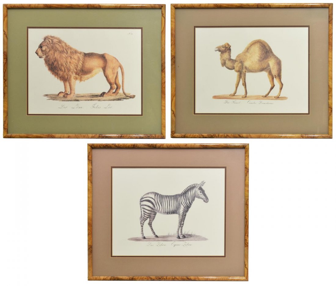 (3) FRAMED ANIMAL PRINTS, ROSE SELAVY LTD.: (lot of 3) Group of framed prints, Rose Selavy Ltd., London, England, comprising: (1) "Der Lone Felis Leo", No. 21; (1) "Das Kameel, Camelus Dromedarius"; (1) "Das Zebra, Equus Zebra"; each sight: 13.