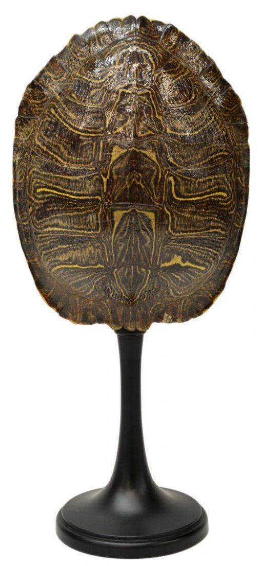 LAND-TURTLE SHELL ON STAND, EDUARDO GARZA: Turtle shell on a black pedestal stand, by Eduardo Garza (Mexican / American, 20th c.), signed underfoot, shell: 8.75"h, 6.75"w, overall: 15.25"h, 1.25lbs Start Price: $300.00