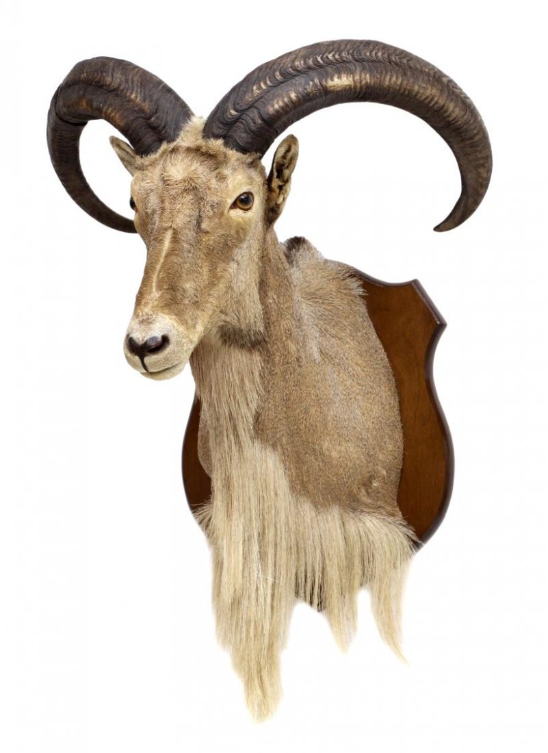 LARGE AOUDAD, BARBARY SHEEP TROPHY MOUNT Jul 12, 2014 Austin
