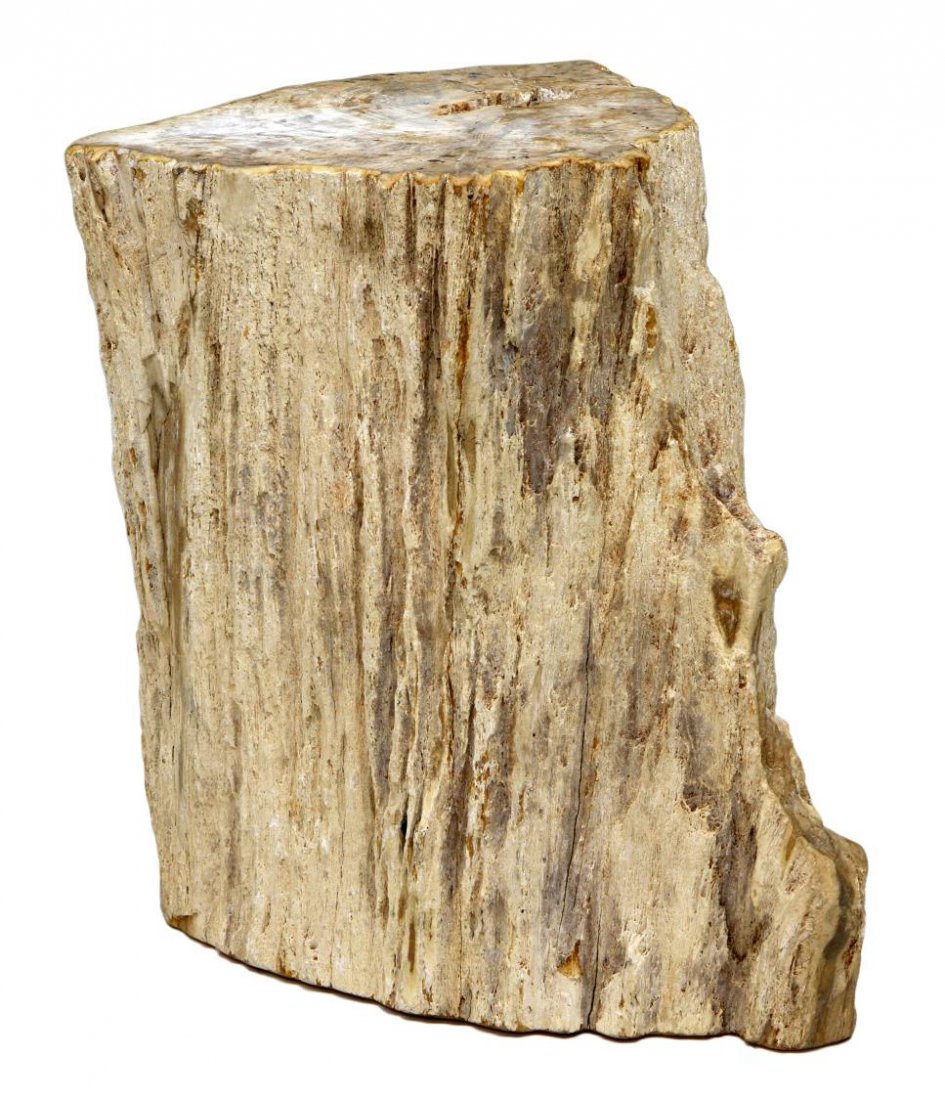 LARGE PETRIFIED WOOD LOG: Large petrified wood log, visible ring structure on top, the sides showing grain of bark, 17.5"h, 17"w, 13"d Start Price: $200.00