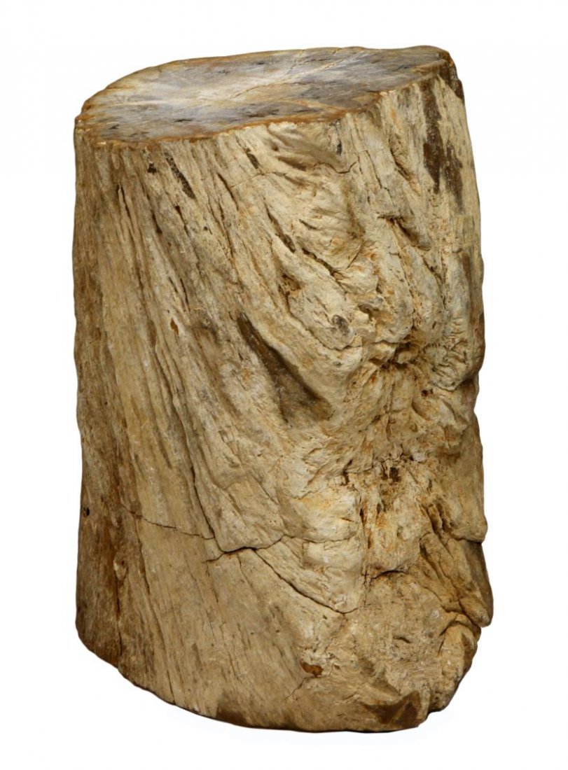 LARGE PETRIFIED WOOD LOG: Large petrified wood log, visible ring structure on top, the sides showing grain of bark, 17"h, 15"w, 14"d Start Price: $200.00