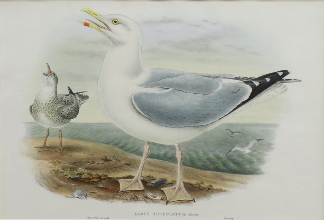 SEASHELL FRAMED WOLF & HART BIRD PRINT: Framed print, "Larus Argentatus"after an earlier work by J. Wolf (Joseph Wolf, German, 1820-1899) and W. Hart (William Matthew Hart, British, 1830-1908), the framed covered with a large quantity of va