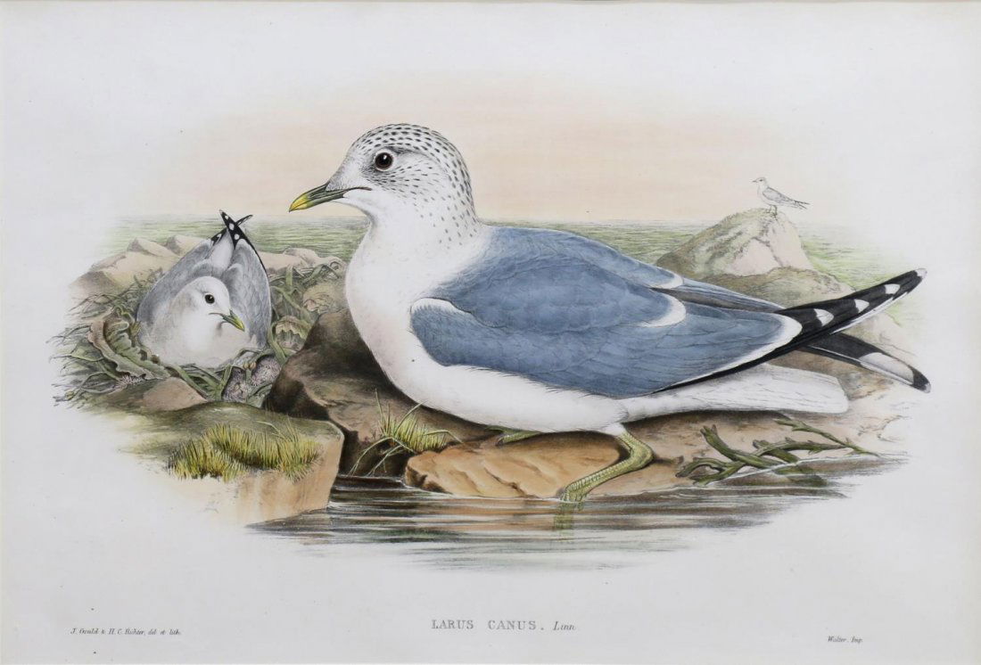 SEASHELL FRAMED GOULD & RICHTER BIRD PRINT: Framed print, "Larus Canus" after an earlier work by J. Gould (John Gould, British, 1804-1881) and H.C. Richter (Henry Constantine Richter ( British, 1821-1902), the framed covered with a large quanti