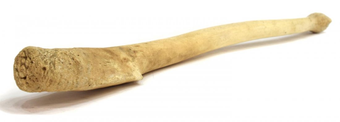 WALRUS BACULUM OOSIK: Walrus baculum or penile bone, 19.25"l, 1lb Start Price: $100.00